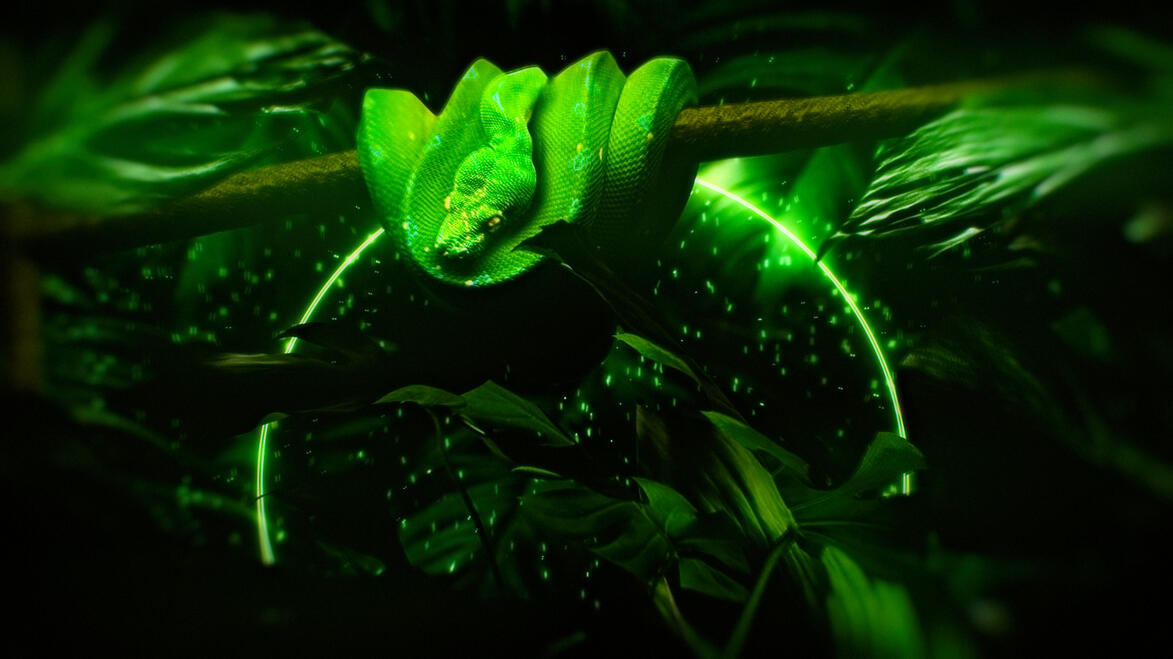 Emerald forest