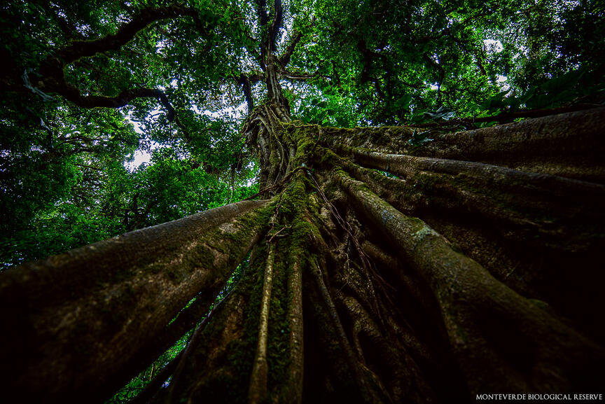 Monteverde Biological Reserve