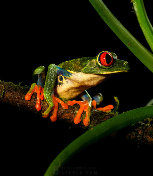 red eyed frog