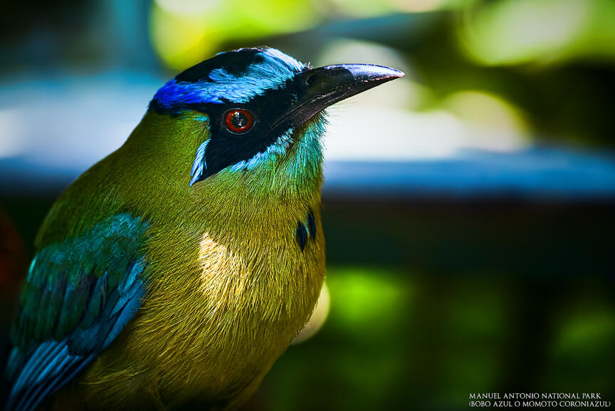 manuel antonio national park