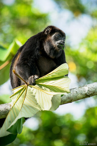 La fortuna San Carlos