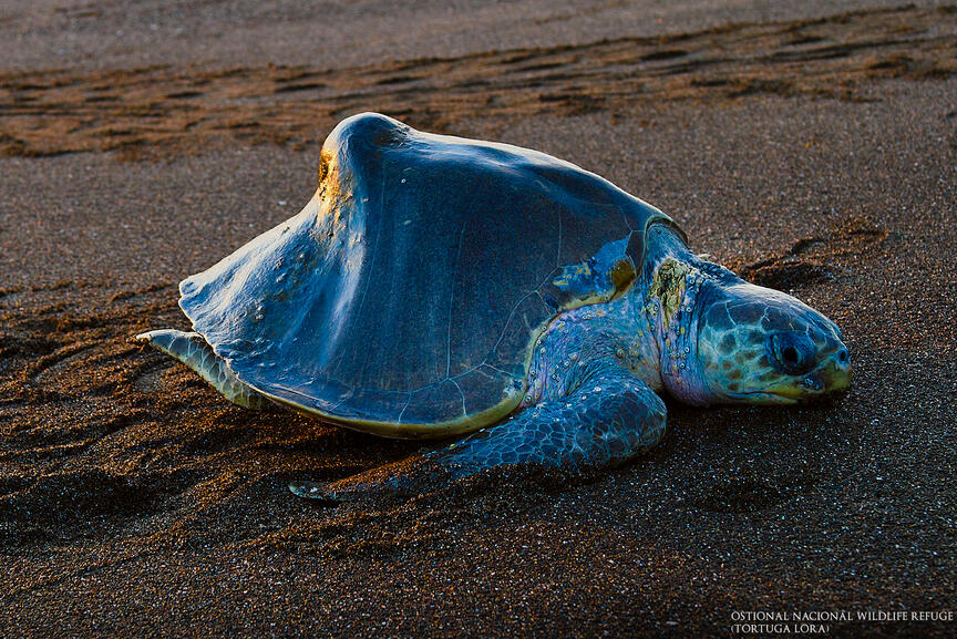 National Wildlife Refuge Ostional