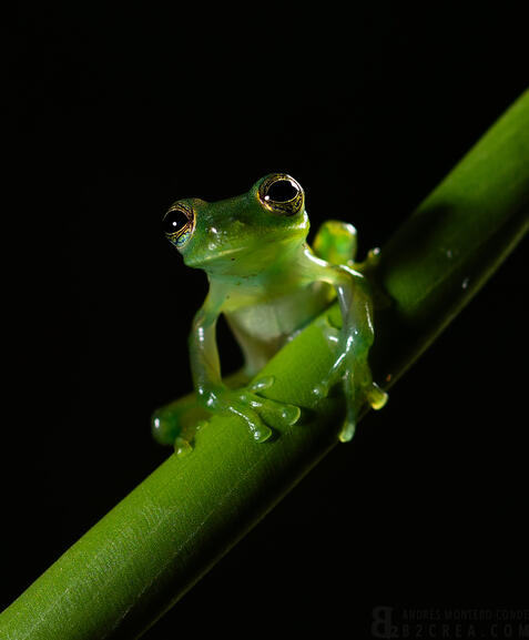 cristal frog