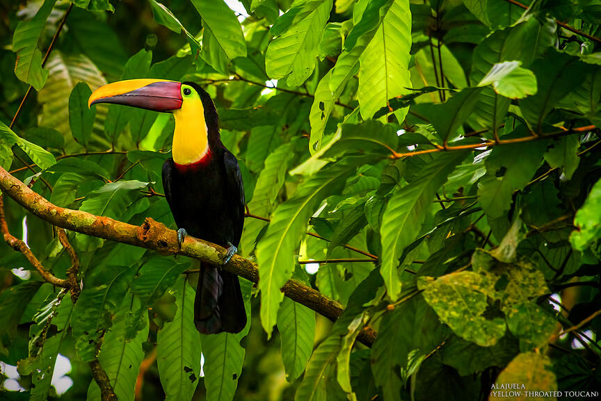 La fortuna San Carlos