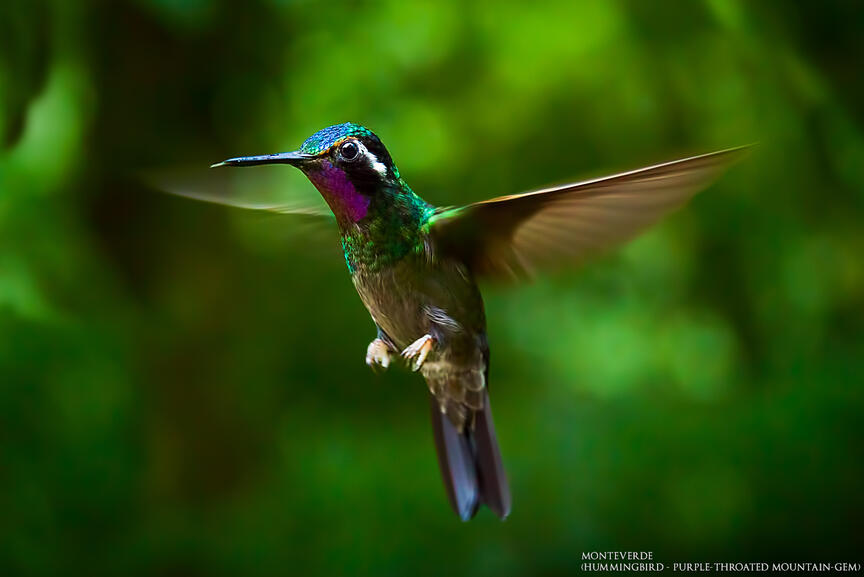 Monteverde
