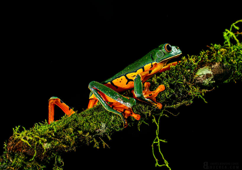 Tiger frog