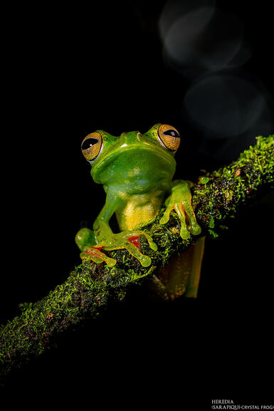 Sarapiquí-crystal frog