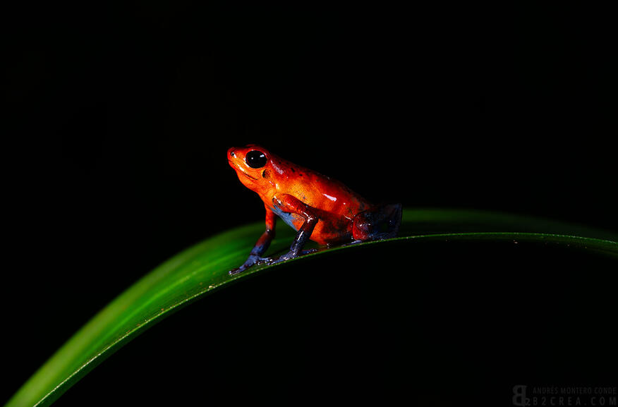 blue jeans frog