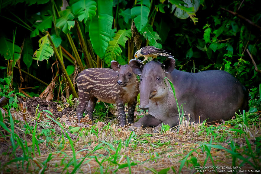 Corcovado National Park