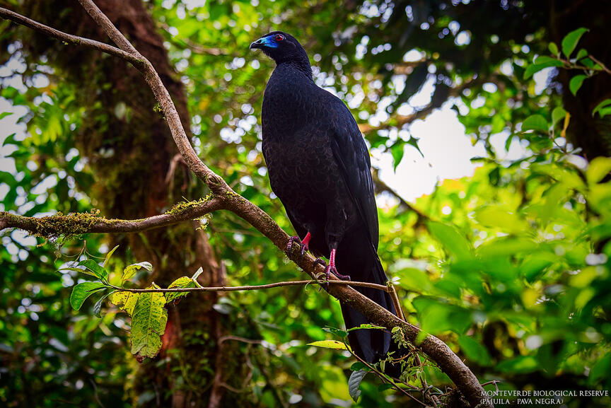 Monteverde Biological Reserve