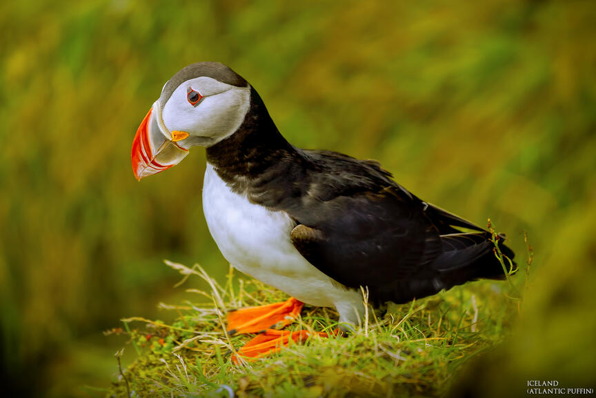 The Endless Black Beach