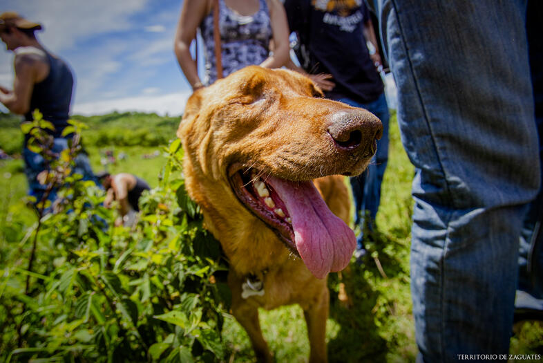 TERRITORIO DE ZAGUATES