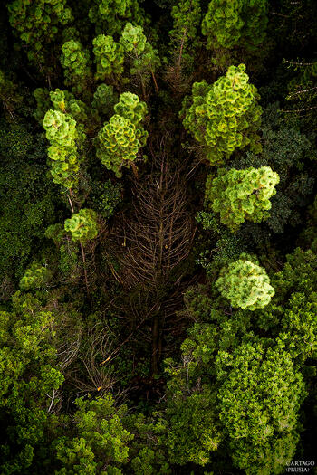 Prusia Forest